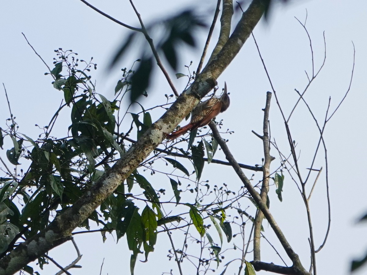 Dusky-capped Woodcreeper (Layard's) - ML643977157