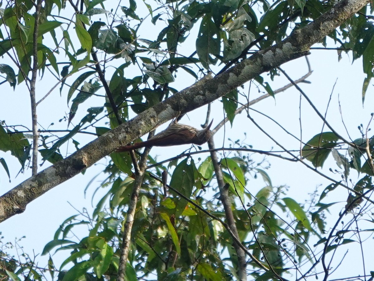 Dusky-capped Woodcreeper (Layard's) - ML643977158