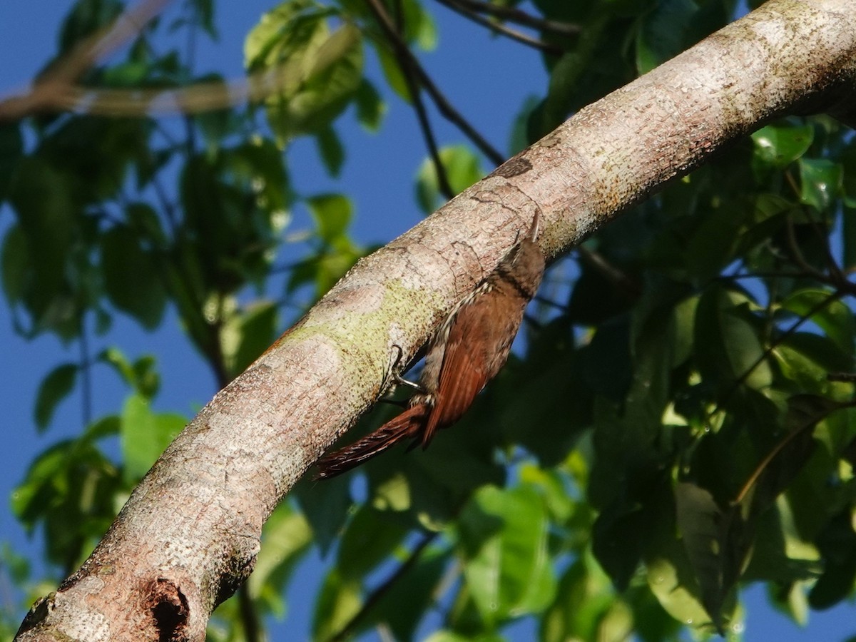Dusky-capped Woodcreeper (Layard's) - ML643977159