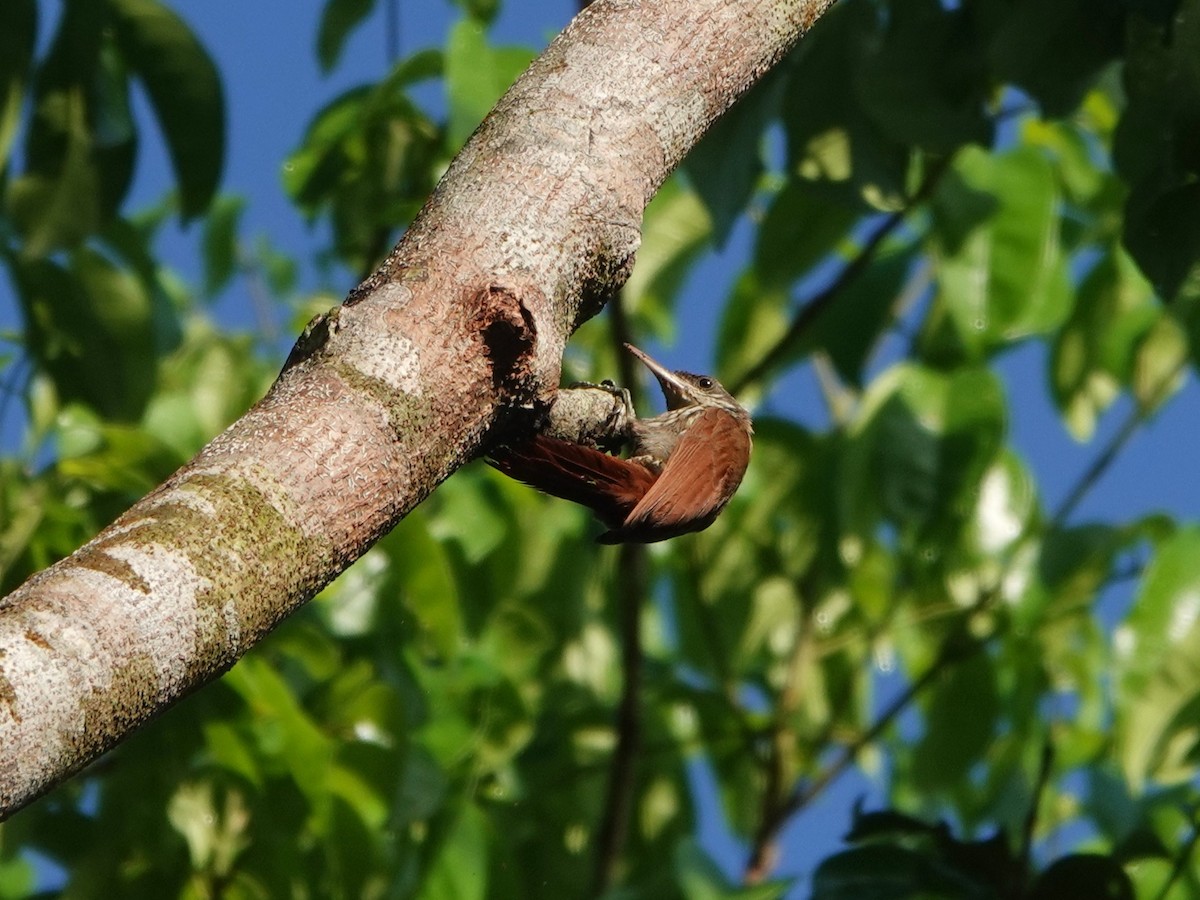Dusky-capped Woodcreeper (Layard's) - ML643977160