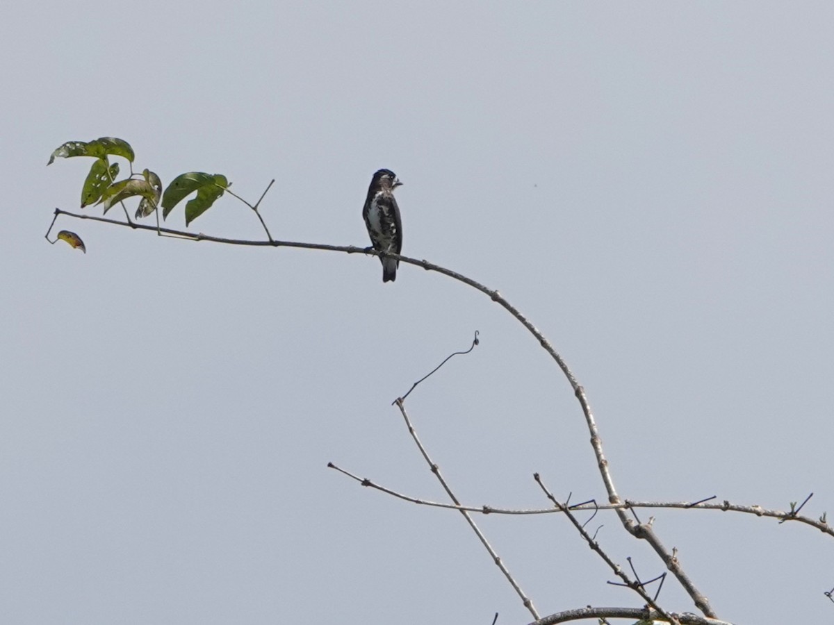 amazonpurpurdusk - ML643977171