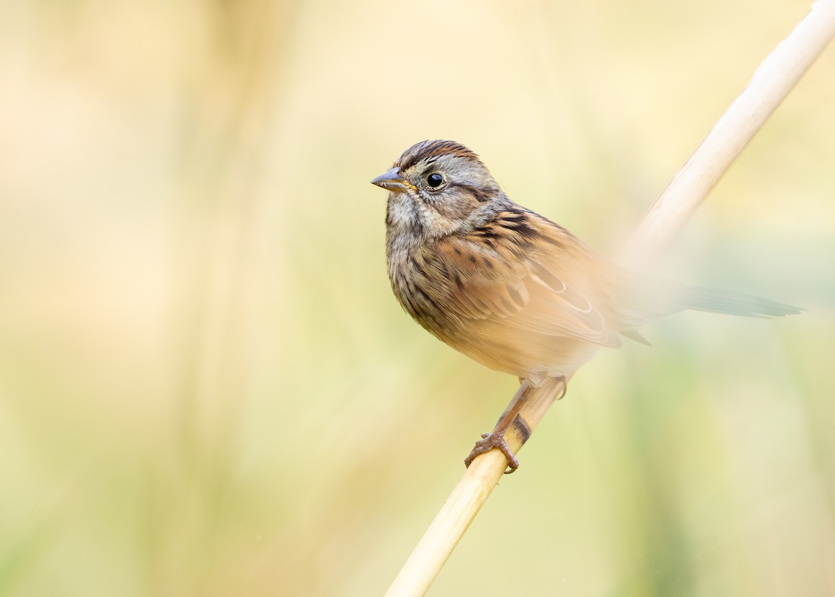 Swamp Sparrow - ML643977198