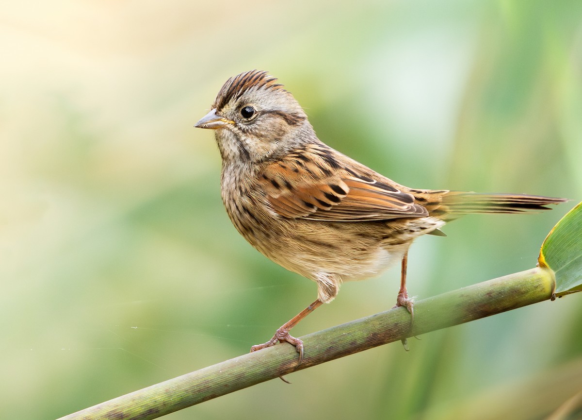 Swamp Sparrow - ML643977199