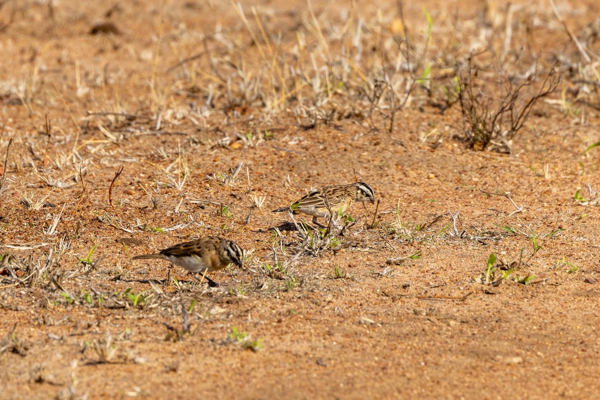 Eastern Paradise-Whydah - ML643977215