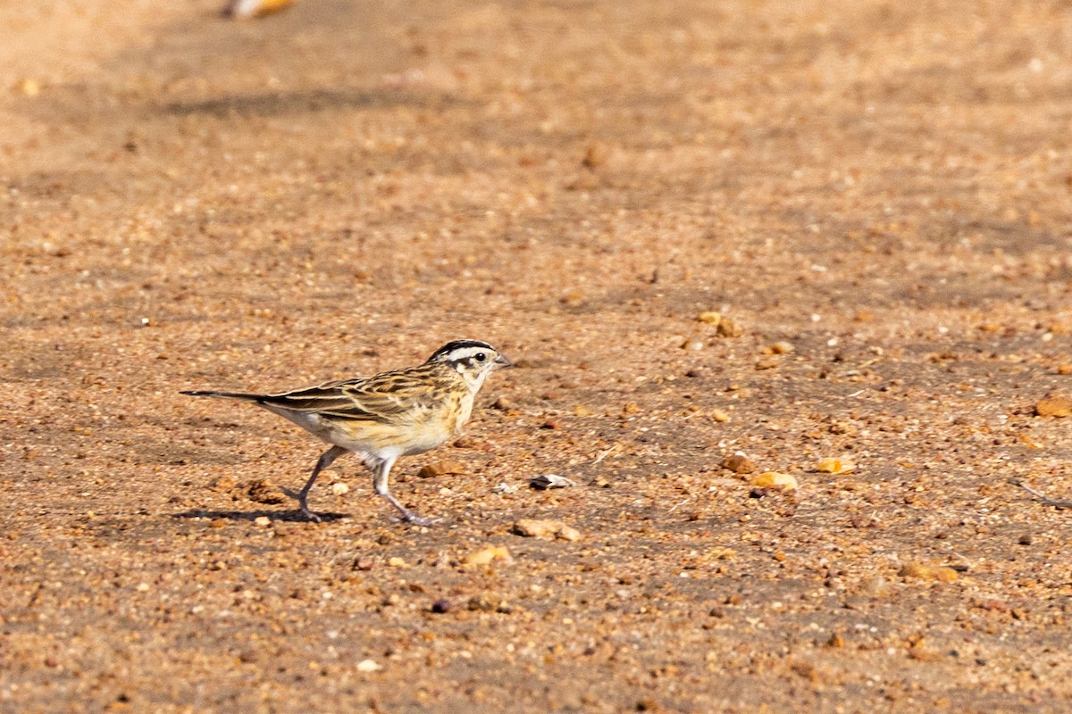 Eastern Paradise-Whydah - ML643977216