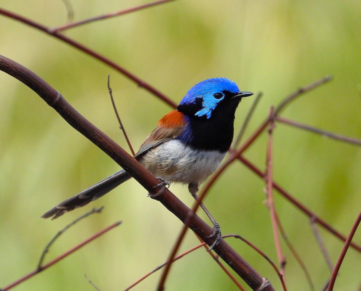 Purple-backed Fairywren - ML643977224