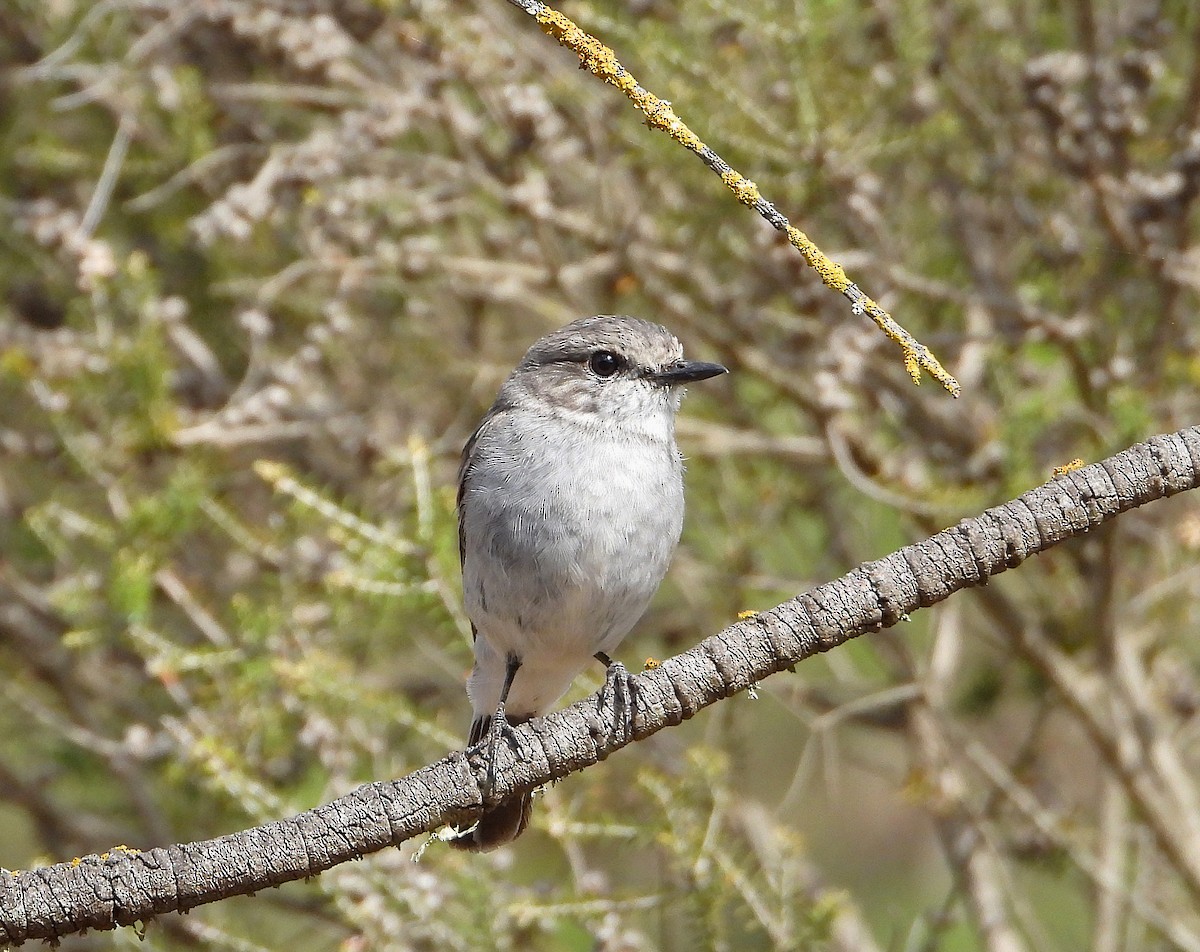 Hooded Robin - ML643977231