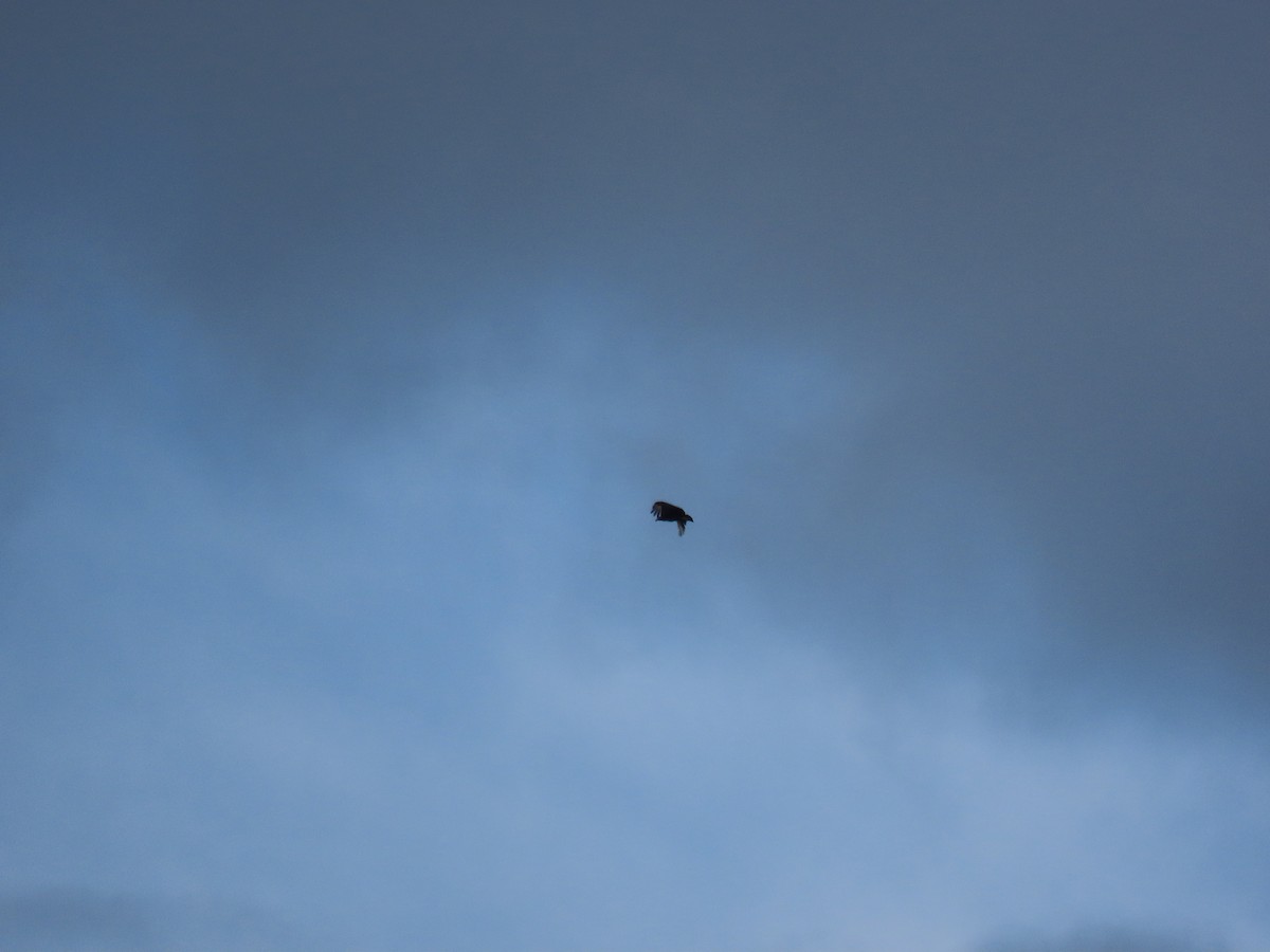 Black Vulture - ML643977249