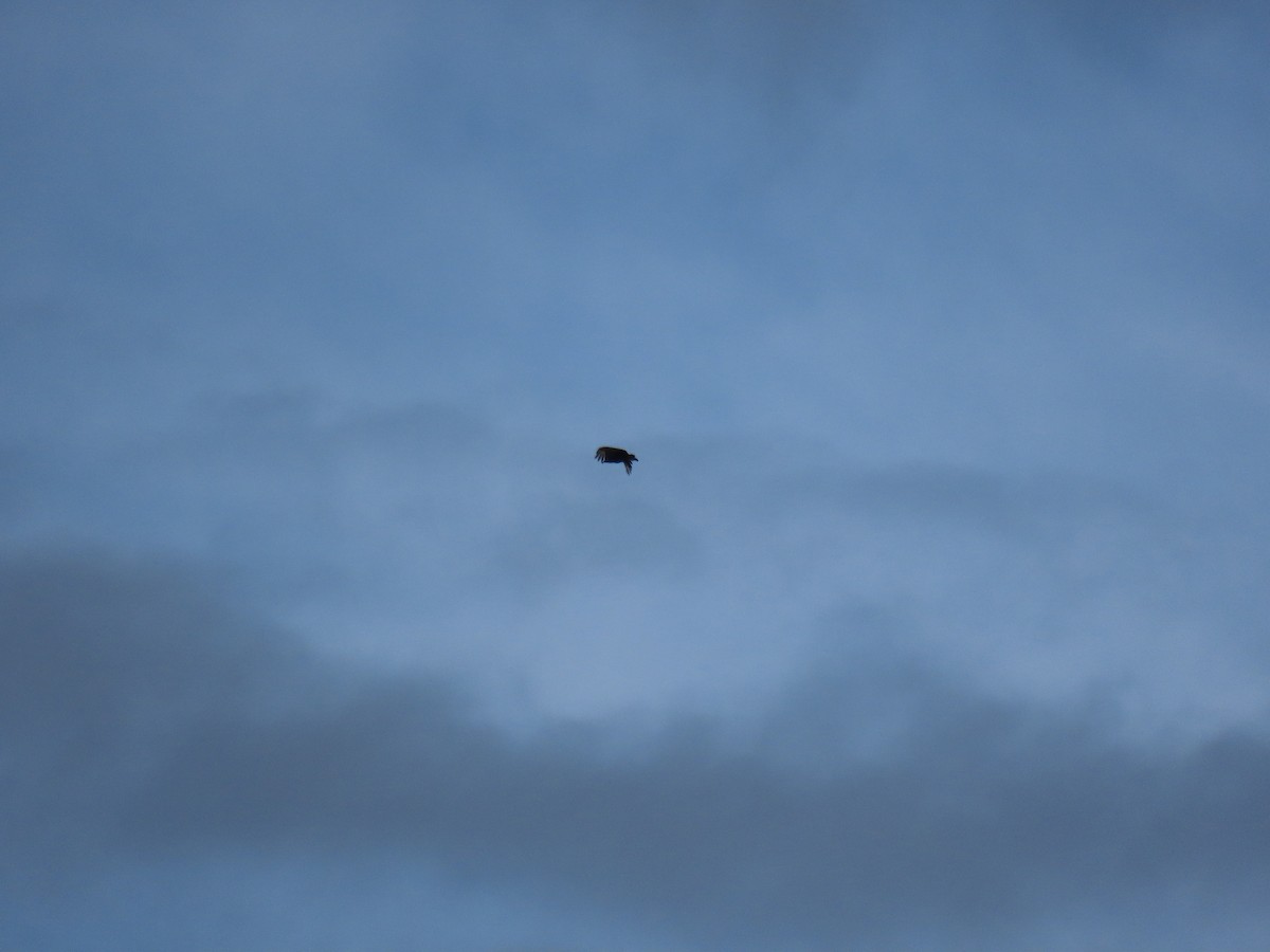 Black Vulture - ML643977252