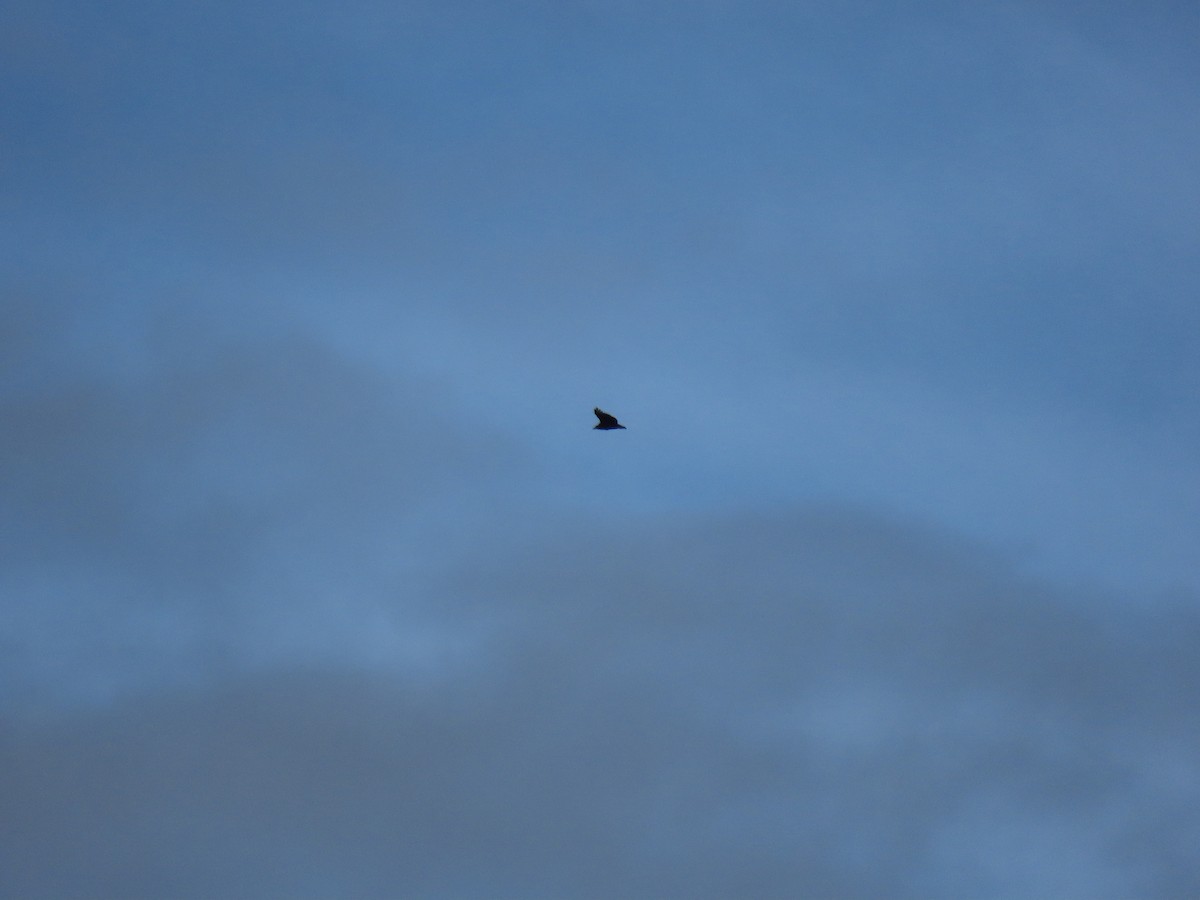 Black Vulture - ML643977253