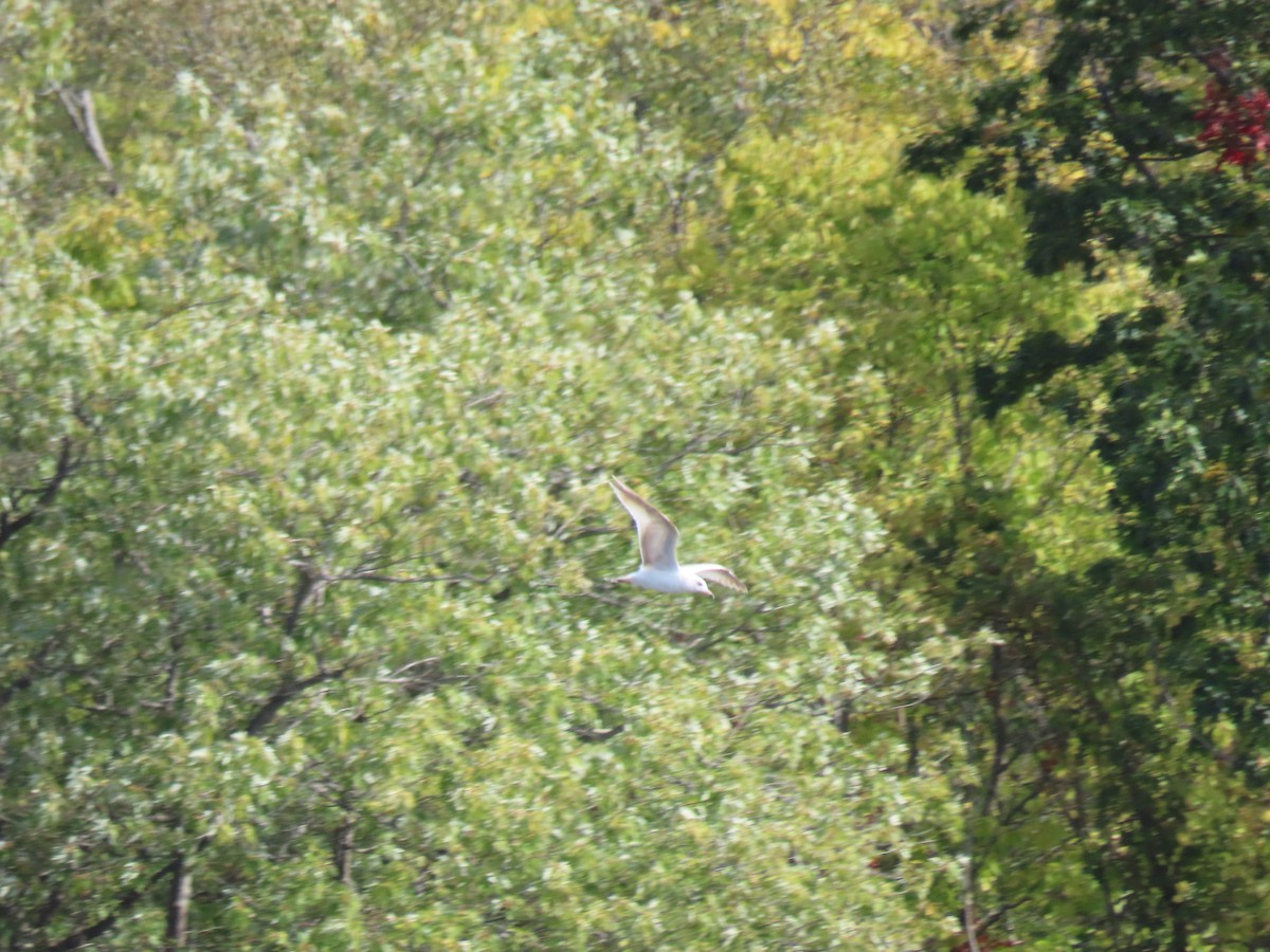 Ring-billed Gull - ML643977262