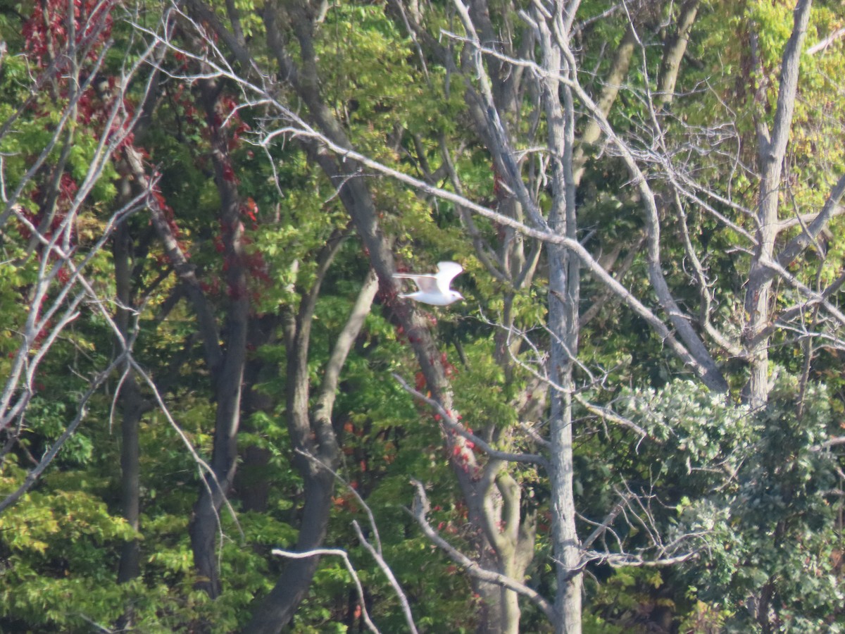 Ring-billed Gull - ML643977264