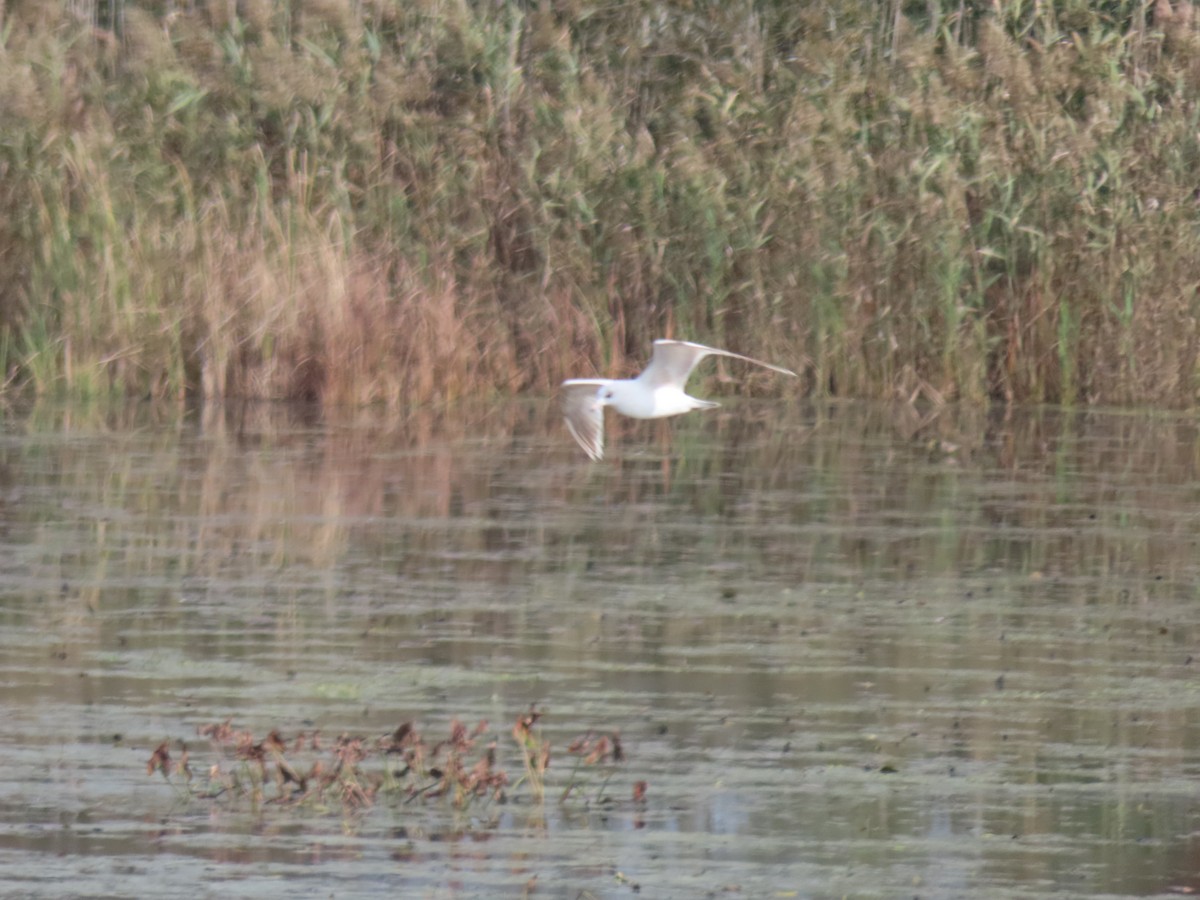 Ring-billed Gull - ML643977266