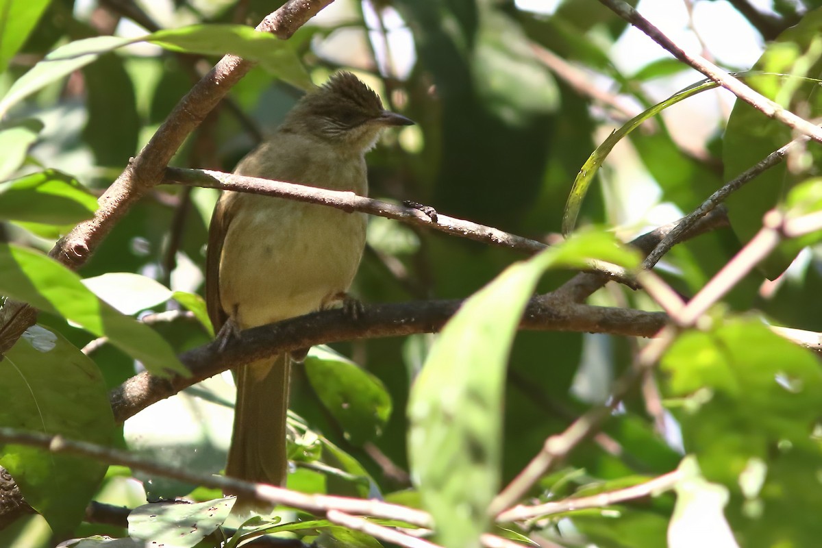 Bulbul de Conrad - ML643977274