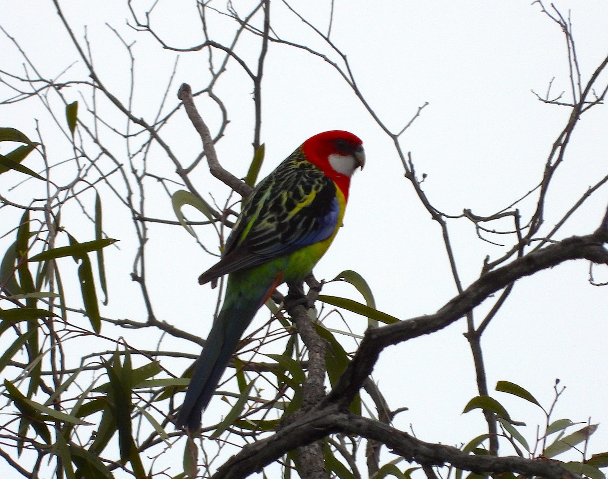 Eastern Rosella - ML643977287