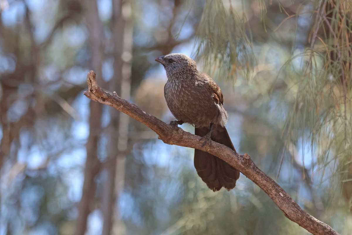 Apostlebird - ML643977319