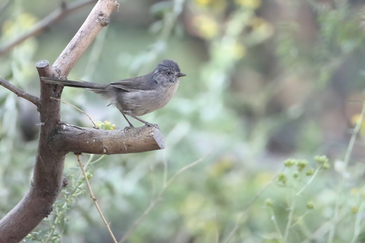 Wrentit - ML643977332