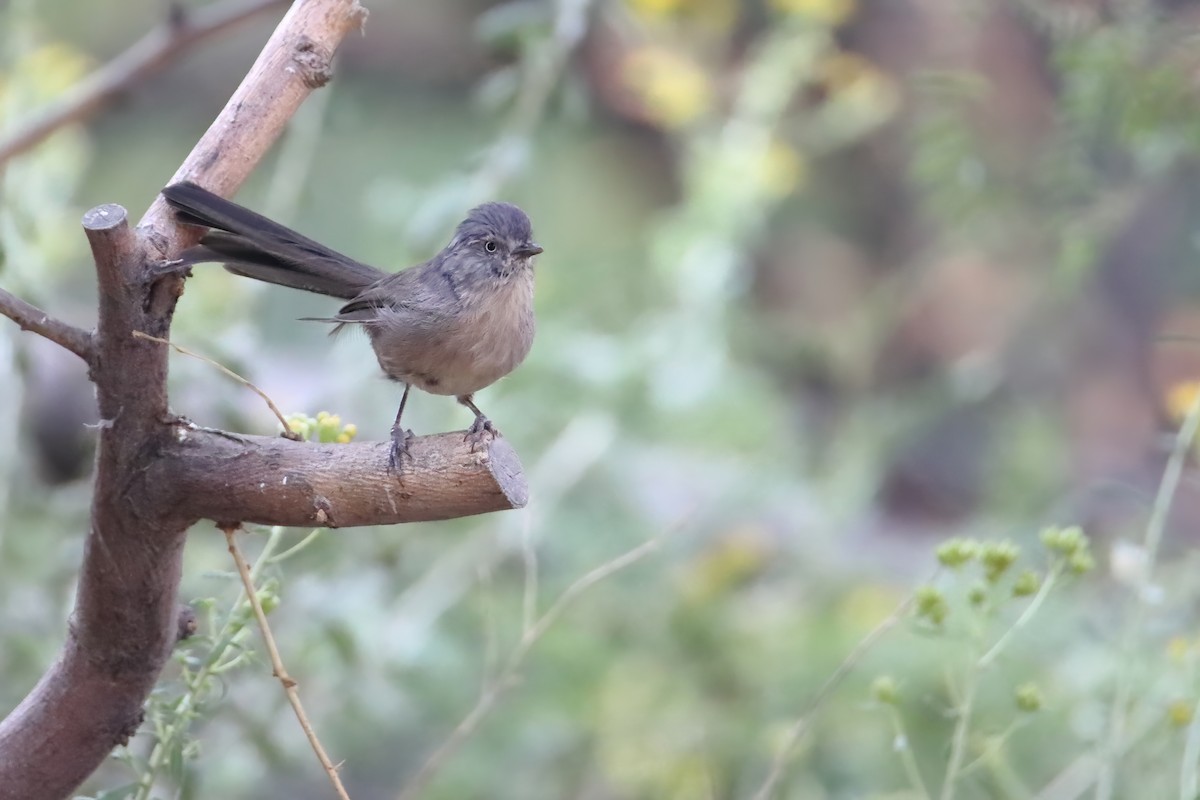 Wrentit - ML643977333