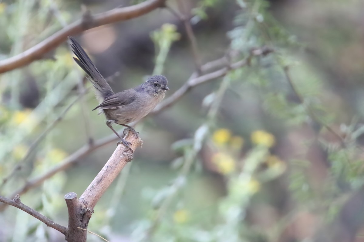 Wrentit - ML643977334
