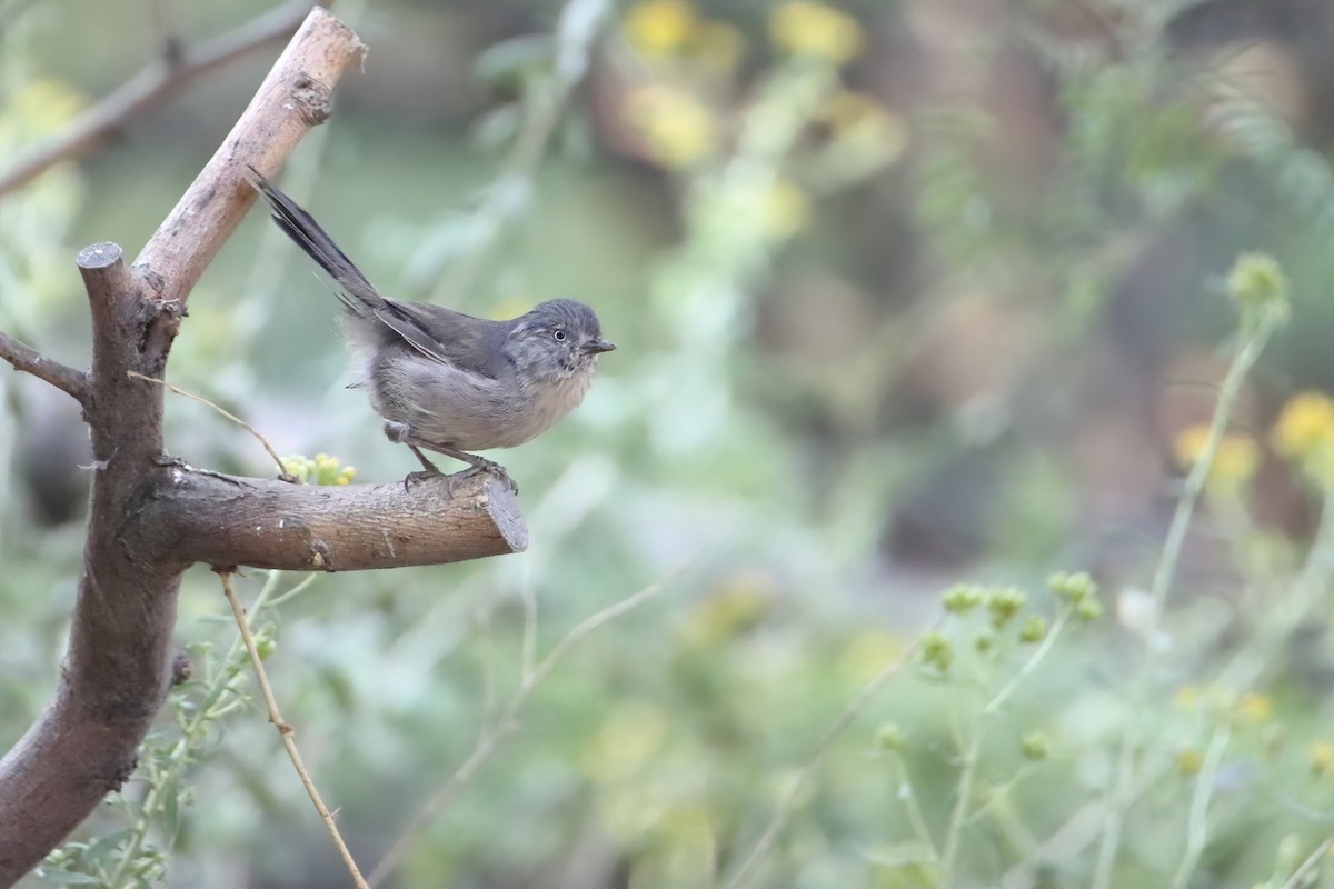 Wrentit - ML643977336