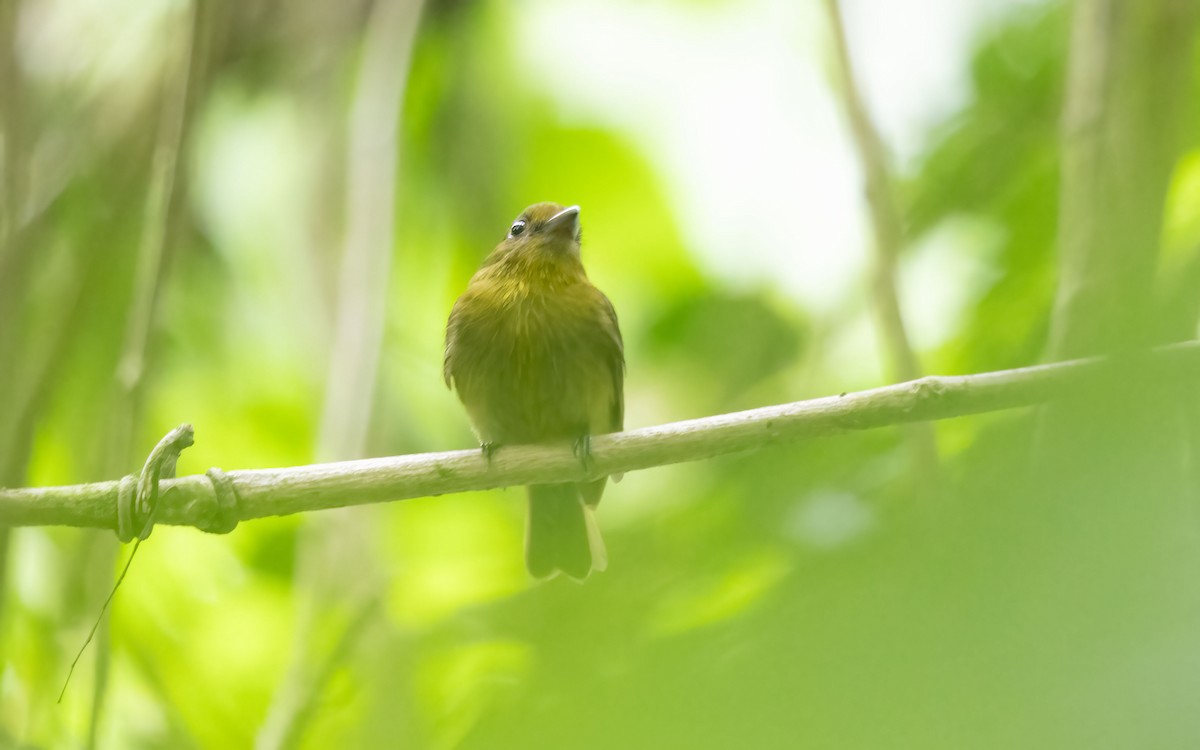 Sapayoa - ML643977361