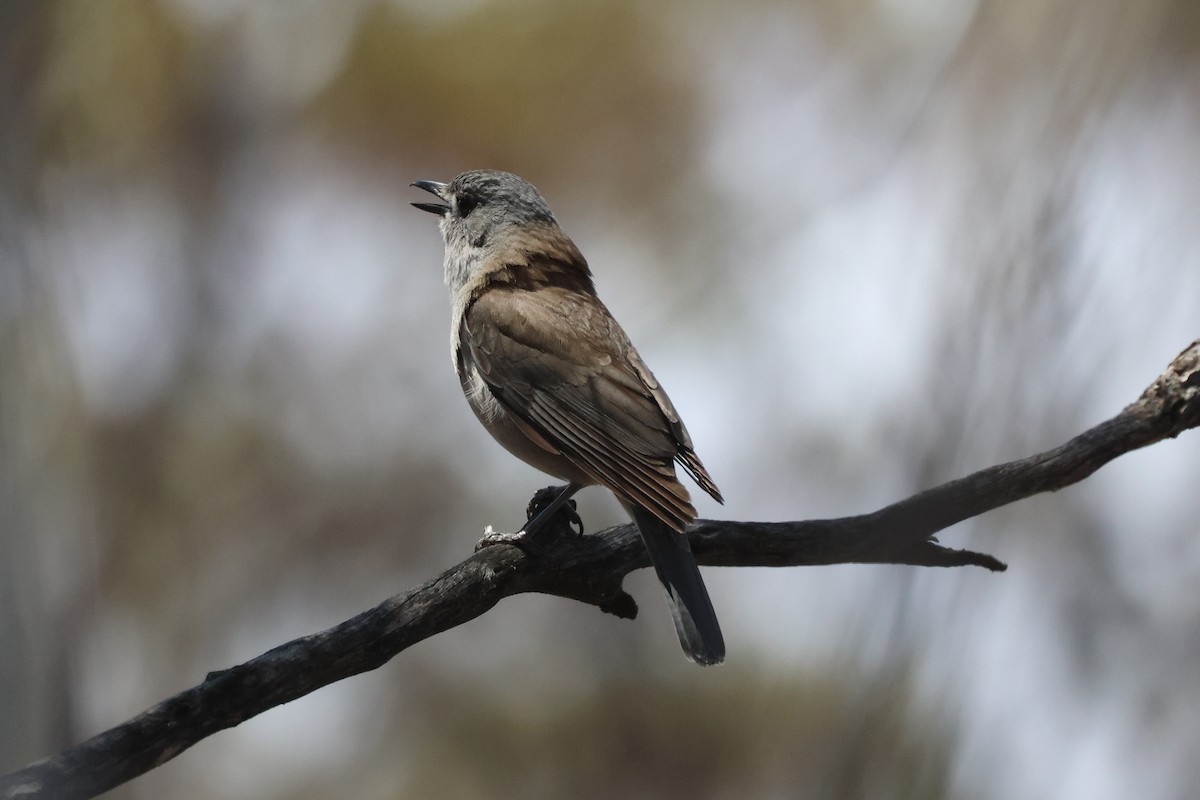 Gray Shrikethrush - ML643977362