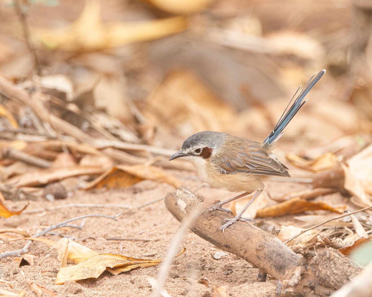 Purple-crowned Fairywren - ML643977385