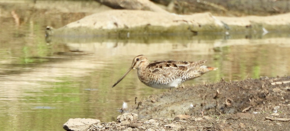 Latham's Snipe - ML643977393