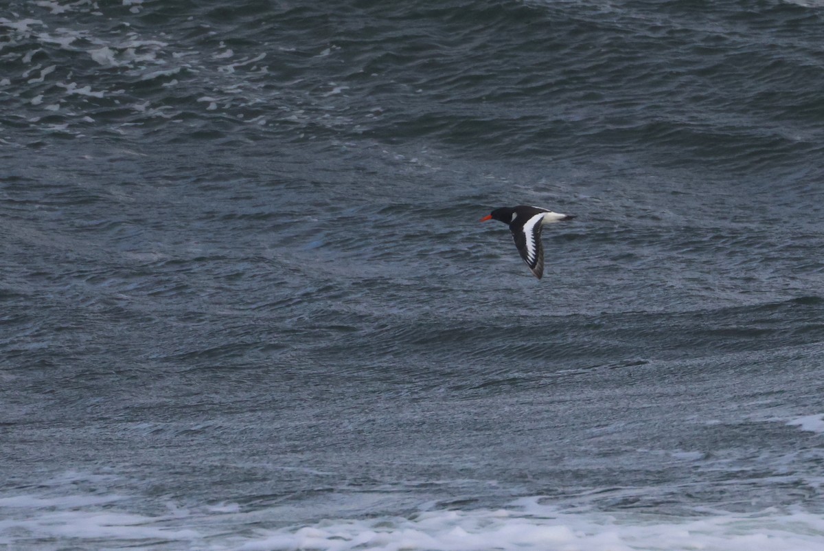 Eurasian Oystercatcher - ML643977399