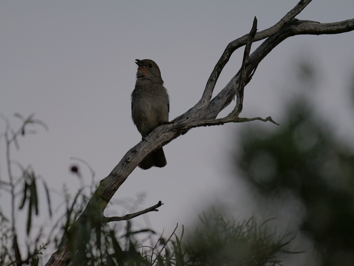 Gilbert's Whistler - ML643977405