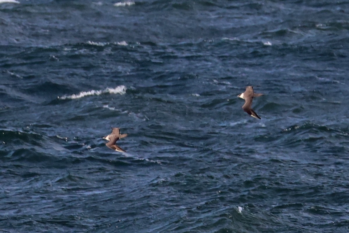 Parasitic Jaeger - ML643977408