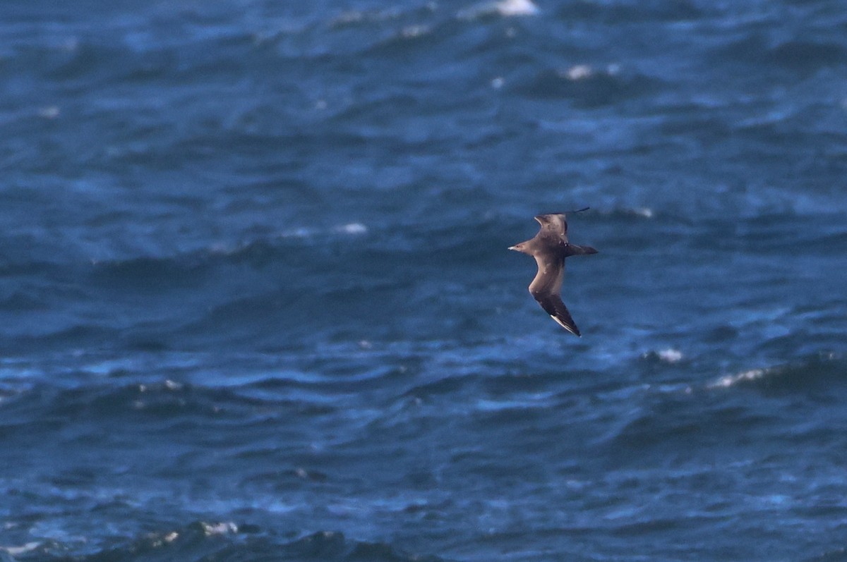 Parasitic Jaeger - ML643977409