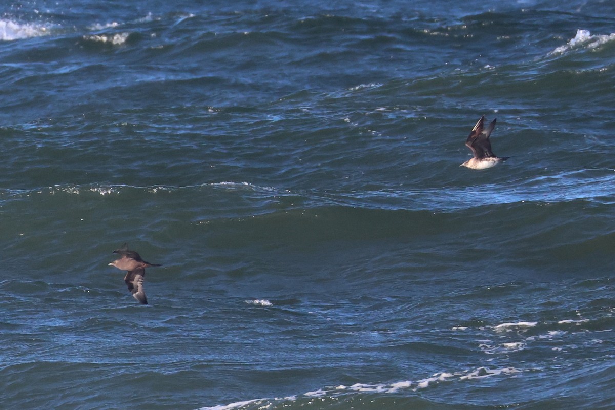 Parasitic Jaeger - ML643977411