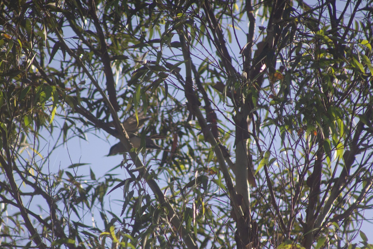 Noisy Friarbird - ML643977412