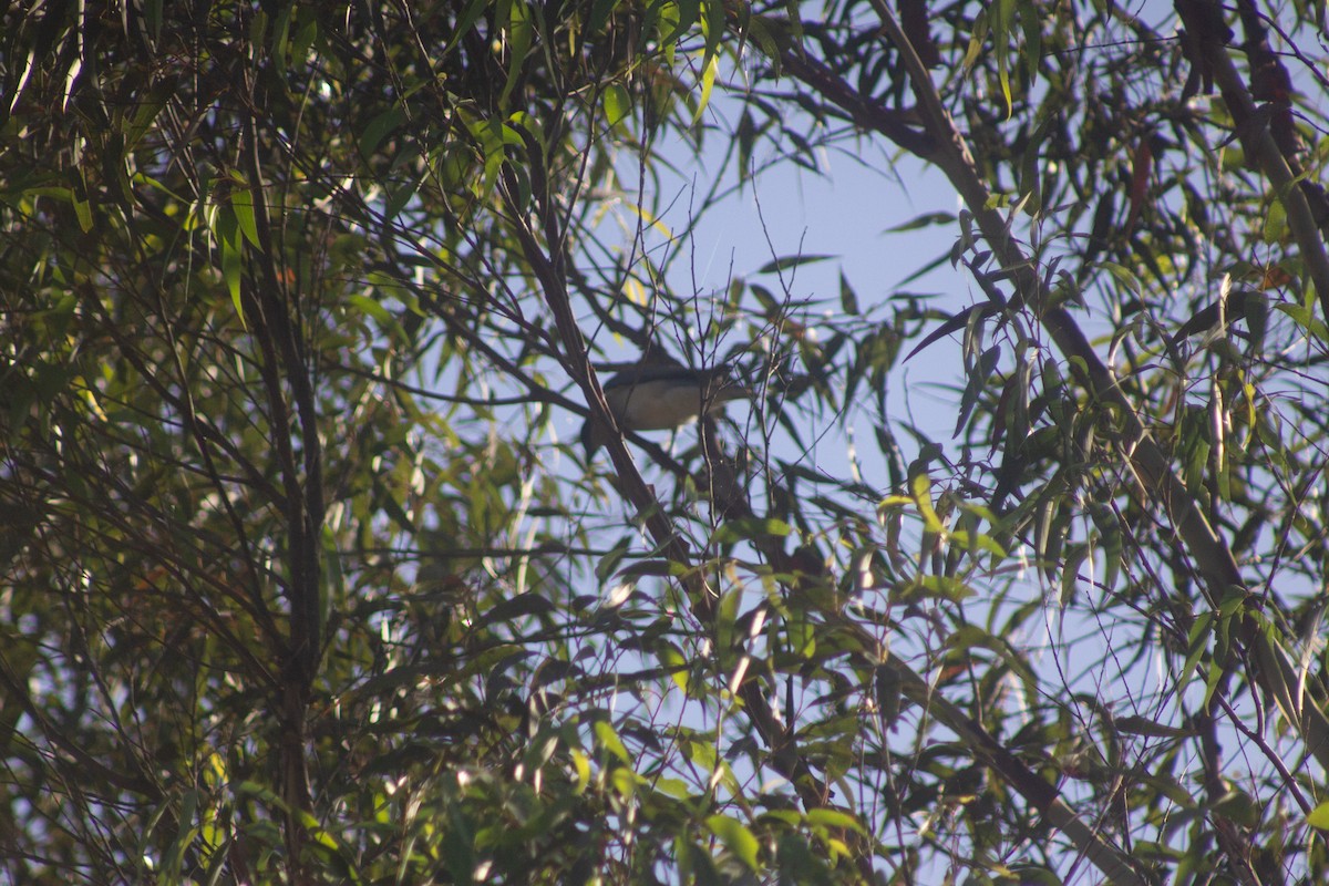 Noisy Friarbird - ML643977413