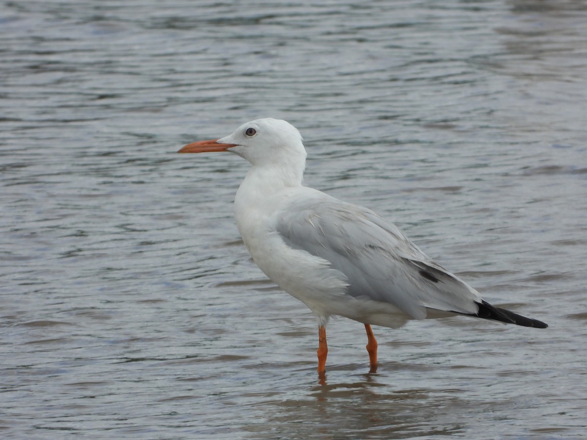 Slender-billed Gull - ML643977415