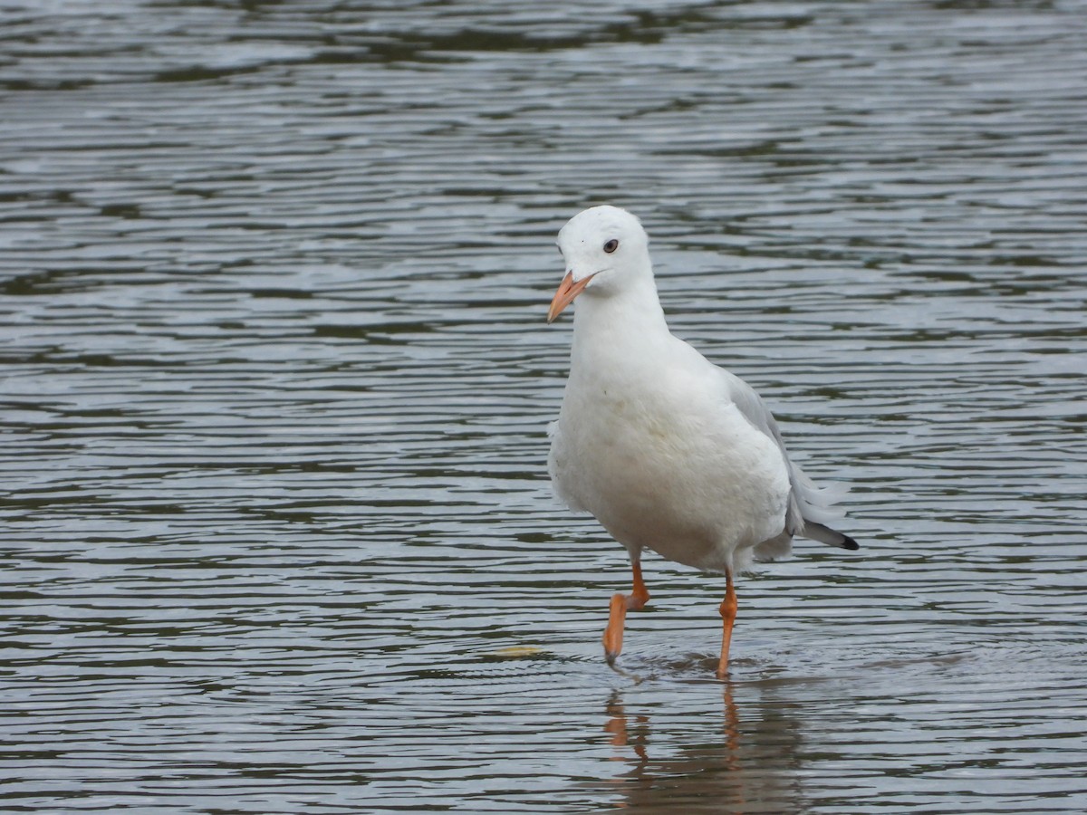 Slender-billed Gull - ML643977417