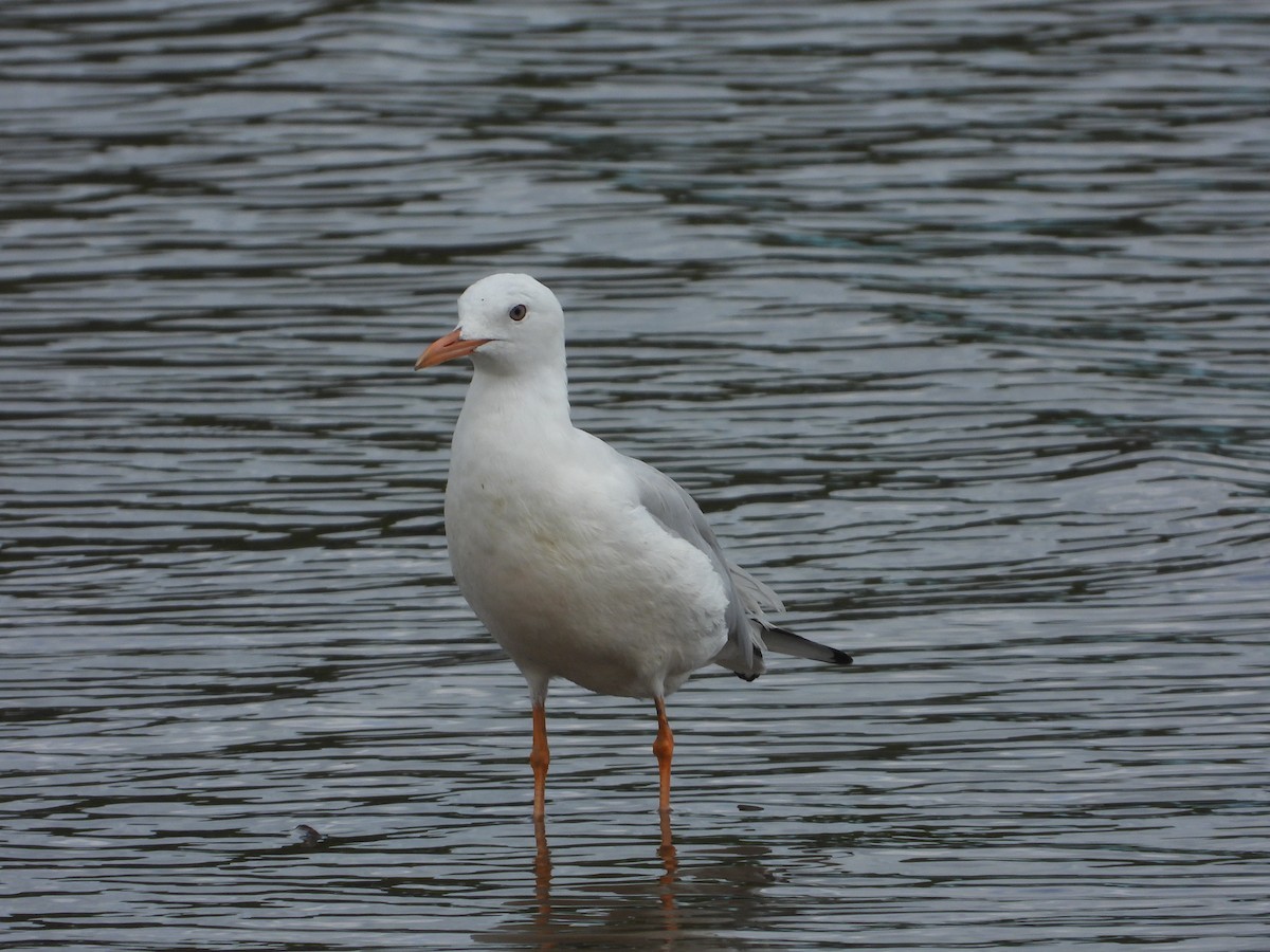 Slender-billed Gull - ML643977418