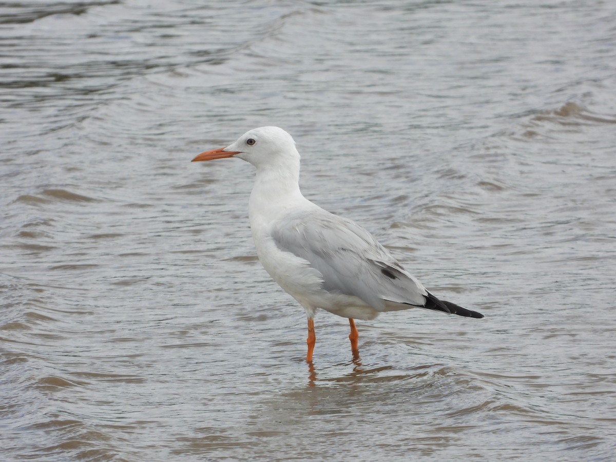 Slender-billed Gull - ML643977419