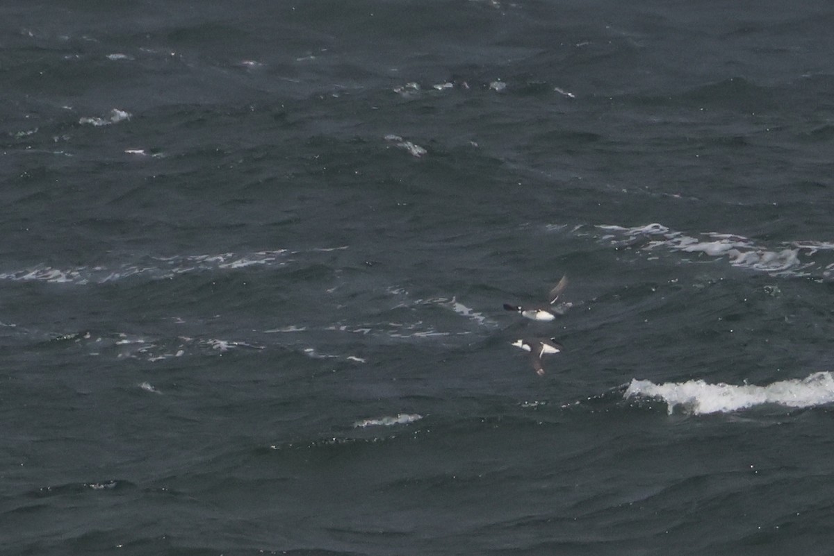 Common Murre - ML643977424