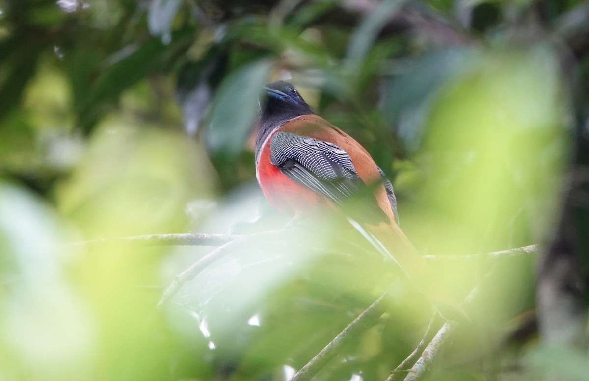 Malabar Trogon - ML643977447