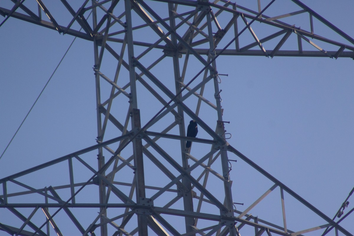 Torresian Crow - ML643977449