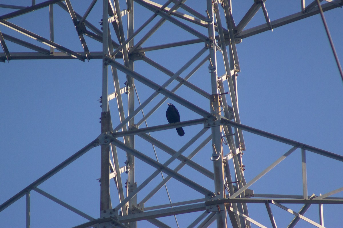 Torresian Crow - ML643977450