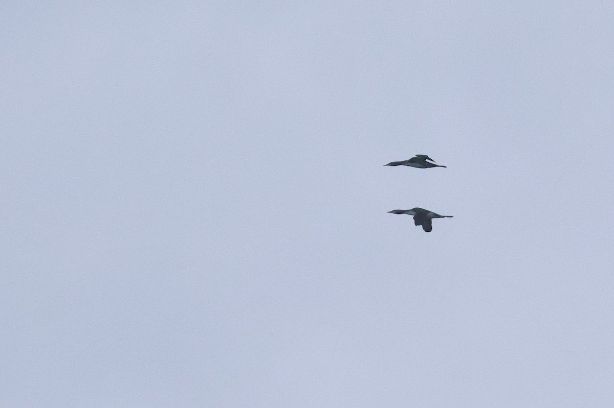 Red-throated Loon - ML643977454