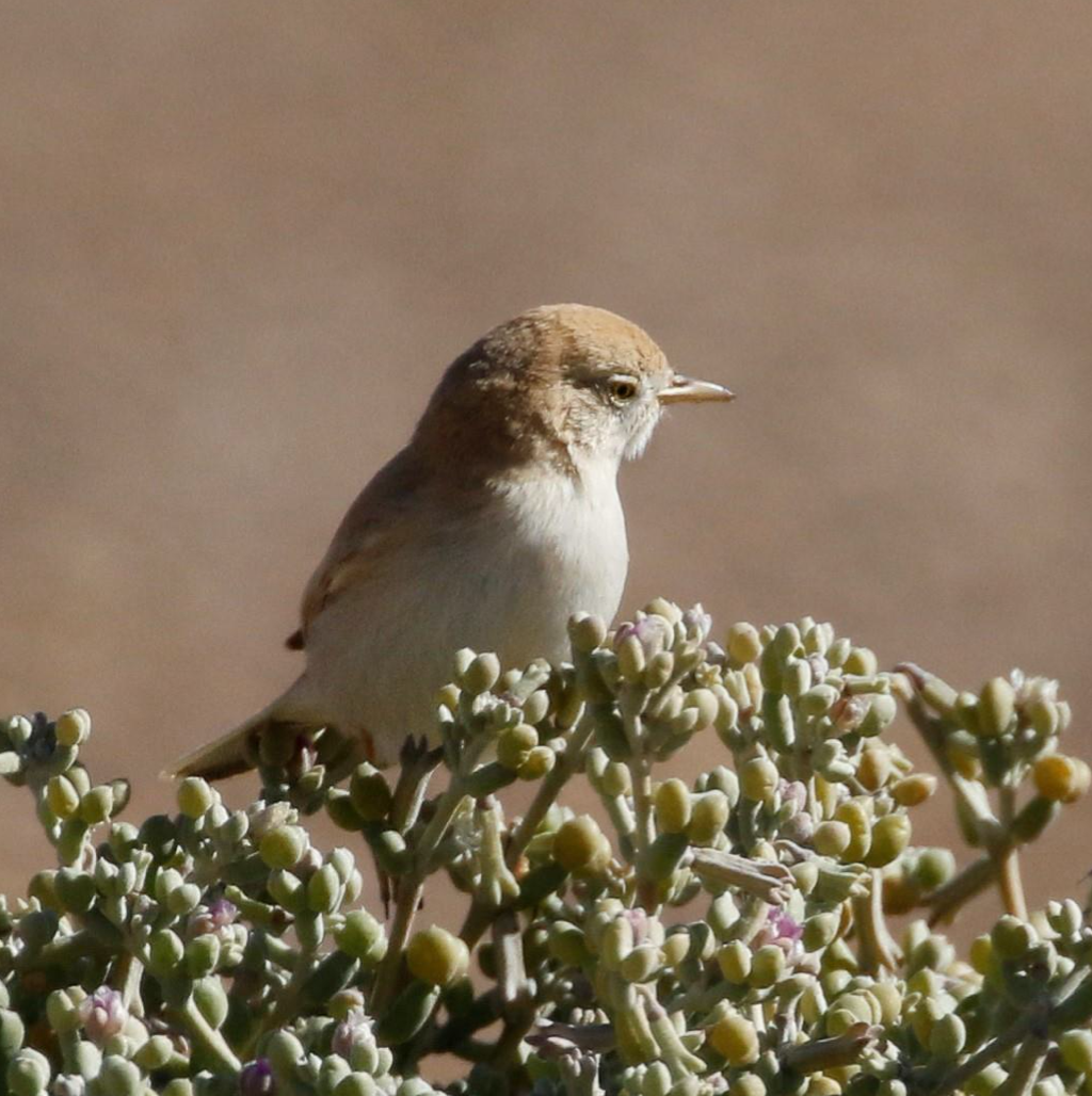 African Desert Warbler - ML643977457