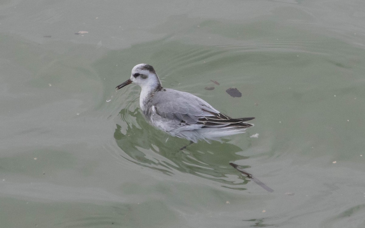 Red Phalarope - ML643977464