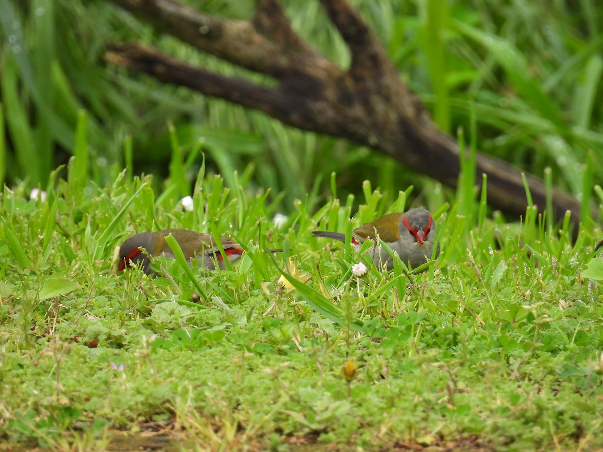 Red-browed Firetail - ML643977487