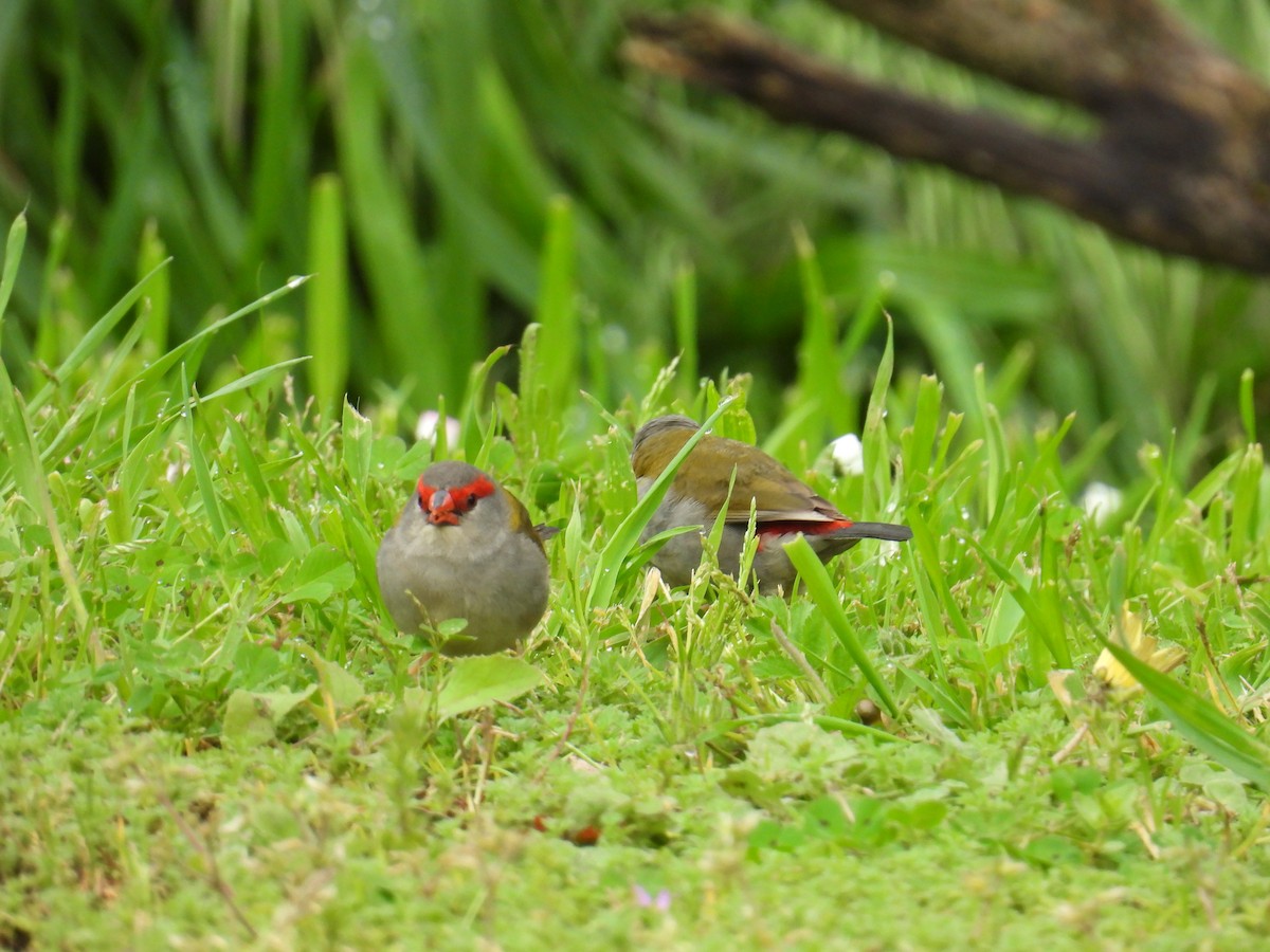 Red-browed Firetail - ML643977488