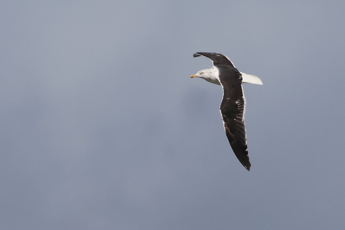 Lesser Black-backed Gull - ML643977489