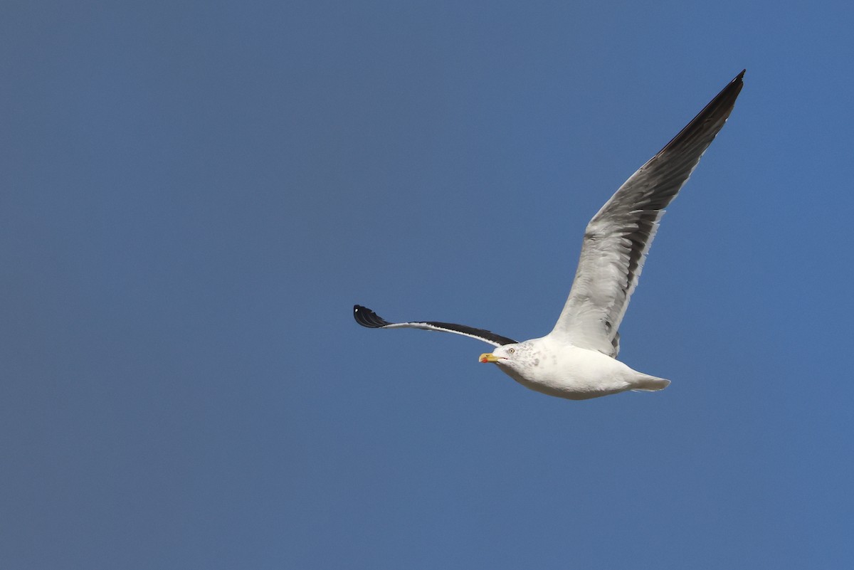 Lesser Black-backed Gull - ML643977490